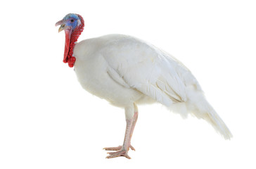 turkey © fotomaster