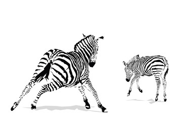 Fototapeta na wymiar Galloping zebras illustration