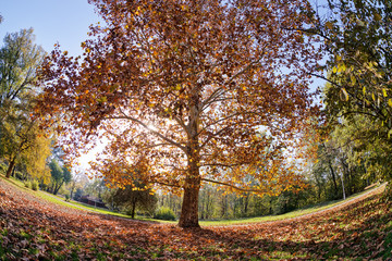 Early autumn in the park