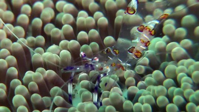 glass schrimp scuba diving Philippines