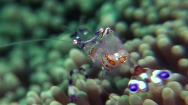 glass schrimp scuba diving Philippines