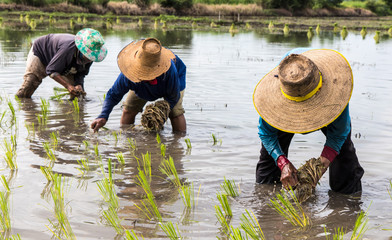 Farmers are making rice seedlings.