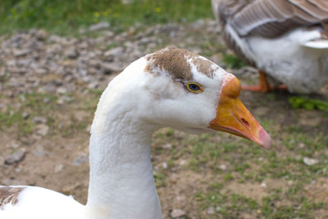 white goose  head  portrait