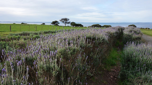 Lavender flowers in the field in spring