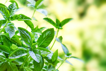 Closeup of fresh basil plant growing in garden. Blurred background with copy space