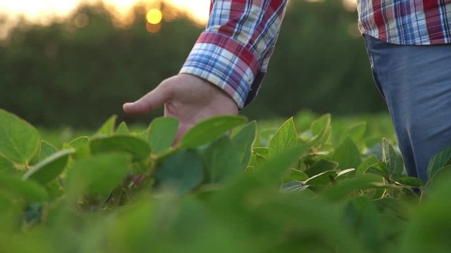 Male farmer's hands in soybean field, responsible farming and dedicated agricultural crop protection, selective focus.