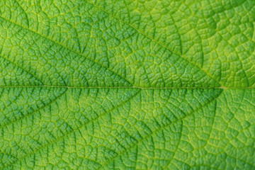 Detail of the green veins of a leaf during summer
