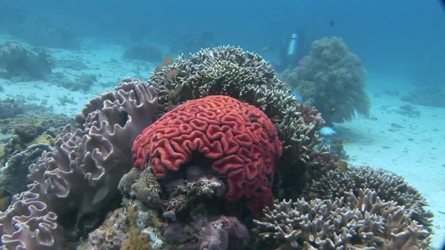 red brain coral scuba diving Philippines