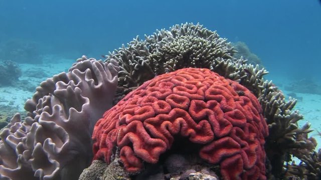 red brain coral scuba diving Philippines