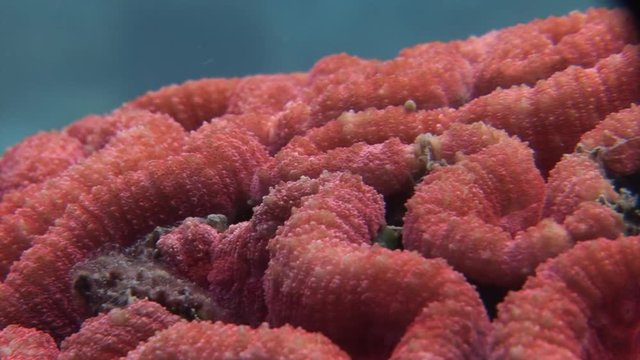 red brain coral scuba diving Philippines