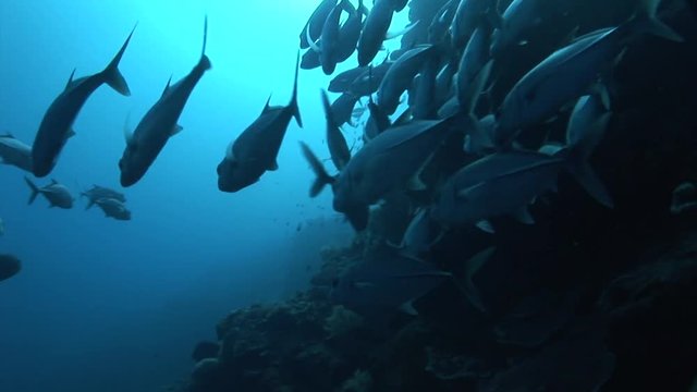 school tuna fish scuba diving Philippines