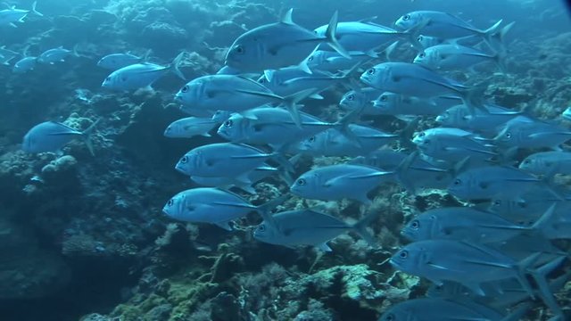 school tuna fish scuba diving Philippines