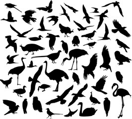 Naklejka premium Silhouettes of birds. Silhouettes of flying birds