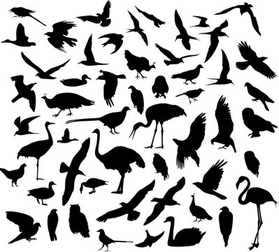 Silhouettes of birds. Silhouettes of flying birds