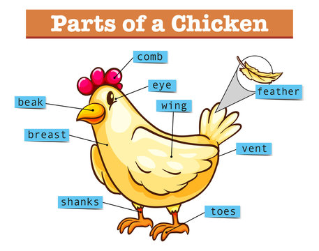 Diagram showing parts of chicken