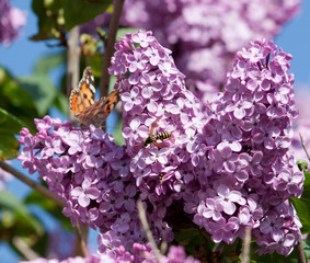 Beautiful butterfly sitting on a blossoming lilac against the sky