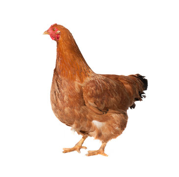 Adult brown chicken isolated on white background