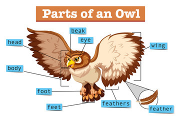 Diagram showing parts of owl