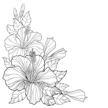Vector bouquet with Chinese Hibiscus or Hibiscus rosa-sinensis. Flower, bud and leaves isolated. Corner composition with Hibiscus. Floral elements in contour style for summer design and coloring book.