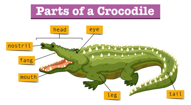 Diagram showing parts of crocodile