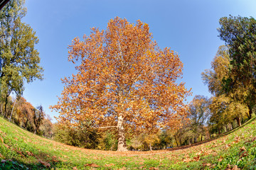 Obraz premium Early autumn in the park