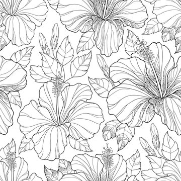 Vector seamless pattern with ornate Chinese Hibiscus flower, bud and leaves on the white background. Monochrome floral background with Hibiscus in contour style for summer design and coloring book.