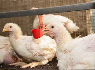 White young chickens at the poultry farm