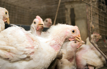 White young chickens at the poultry farm