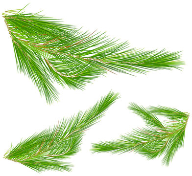 Pine leaves on white background