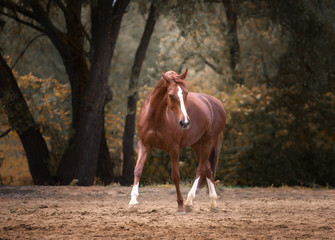 red horse run on the trees background