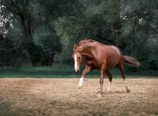 Crédence de cuisine en verre imprimé Chevaux red horse run on the trees background