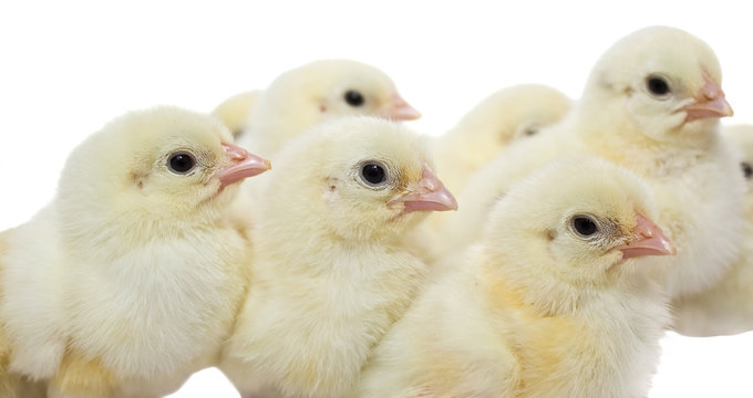 Two-day broiler chickens isolated on a white background