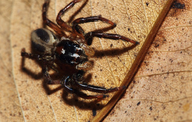 Jumping spider  on the  leaves