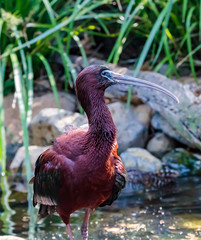 Glossy Ibis