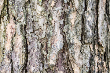 pine wood bark texture