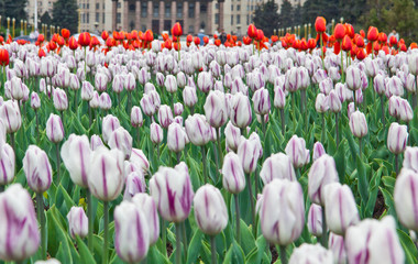 white and red tulips