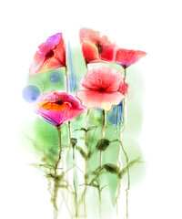 Watercolor red poppy flowers painting. Flower paint in soft color and blur style, Isolated red poppies on white background. Spring floral seasonal nature background. Watercolor flowers background