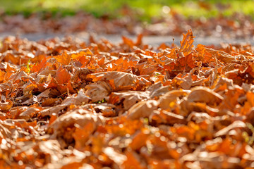 Fallen autumn leaves