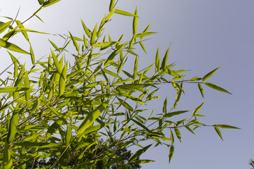Bamboo leaves.