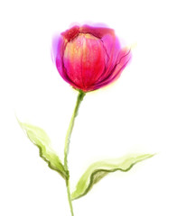 Obraz premium Watercolor painting pink, red tulip flower with green leaves on white paper background. Hand Painted still life of a single flower isolate on white background