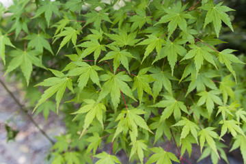 Green leaves of maple.