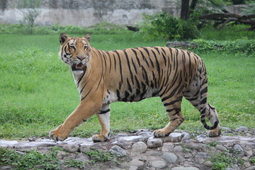 Royal Bengal Tiger