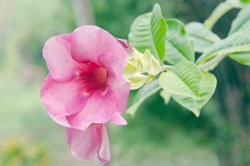 Pink Desert rose flower (Other names are desert rose, Mock Azale