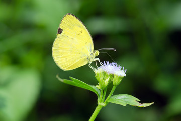 Butterfly macro view on Little ironweed flower (Also called as A