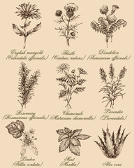 Flowers and herbs set. Medicinal plants and spices hand drawn