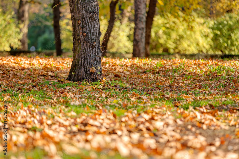 Wall mural colorful autumn in the park