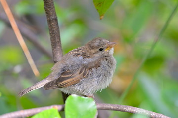 Moineau, oiseau