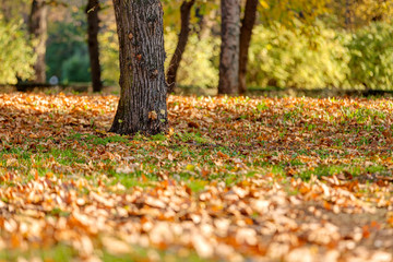 Colorful autumn in the park