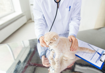 close up of vet with scottish kitten at clinic