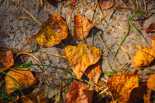 autumn leafage on soil
